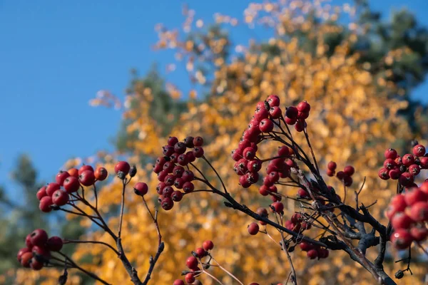 Κλαδιά Rowan Στο Φόντο Των Φθινοπωρινών Φύλλων Άλλων Δέντρων — Φωτογραφία Αρχείου