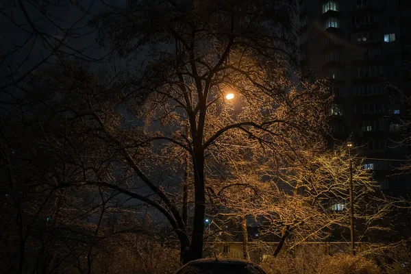 Winterabend Licht Der Straßenlaternen — Stockfoto
