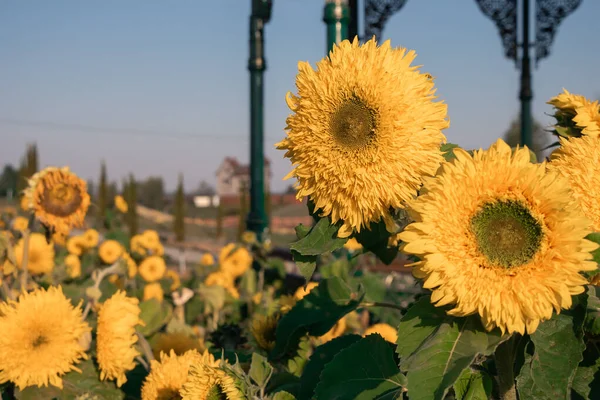 Parkta parlak ayçiçekleri
