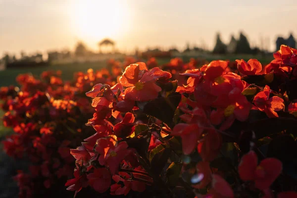 Flores Brilhantes Begônia Pôr Sol — Fotografia de Stock