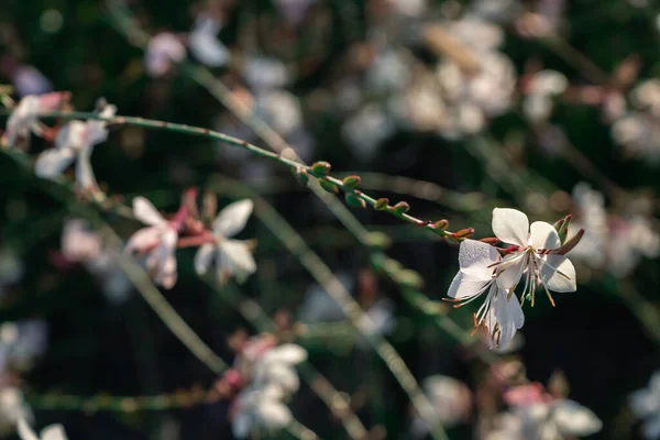 Flor Graciosa Branca Gaura Lindheimeri — Fotografia de Stock