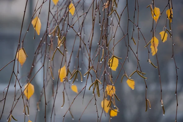 白桦树枝条上的雨滴 单片黄叶 — 图库照片