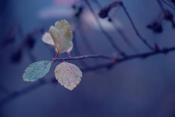 Gocce Pioggia Sulle Foglie Colorate — Foto Stock