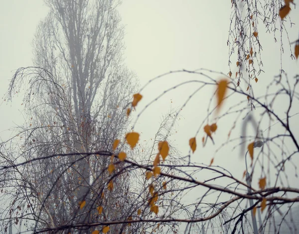 Sonbahar ağaçları. Tek sarı yapraklı huş dalları