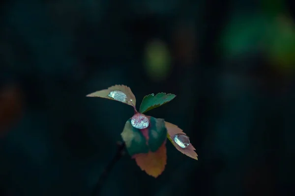 Barevné Listy Deštivém Počasí — Stock fotografie