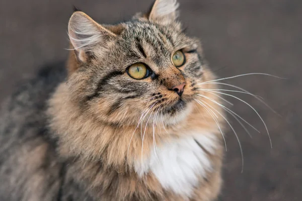 Gato Fofo Bonito Perto — Fotografia de Stock