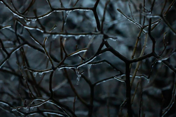 寒冷的天气里 冰封了树枝 — 图库照片