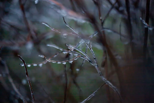 Branches Arbres Couvertes Glace Par Temps Givré — Photo