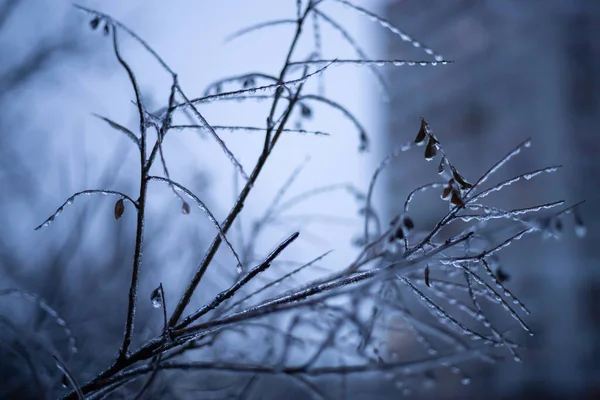 凍てつく天候の中 氷に覆われた木の枝 — ストック写真