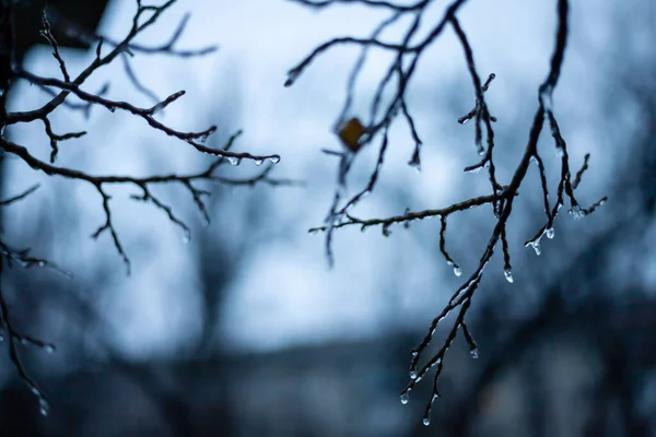 Ledem Pokryté Větve Stromů Mrazivém Počasí — Stock fotografie