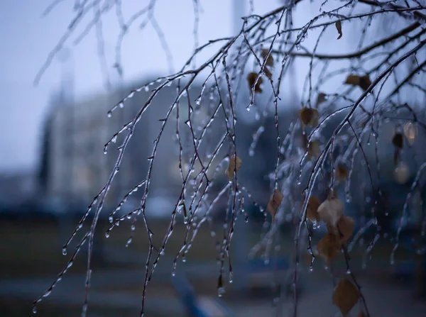 얼음으로 가지들 서리가 내리는 날씨에 — 스톡 사진