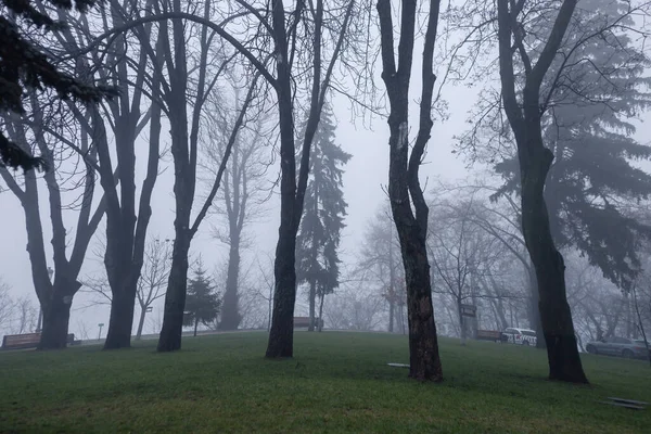 Дерева Туманній Погоді Парку — стокове фото