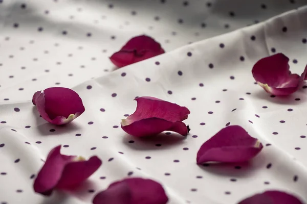 丝绸波尔卡圆点织物上的玫瑰花瓣 免版税图库照片