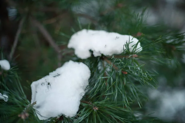 Gałąź Sosny Pokryta Śniegiem — Zdjęcie stockowe