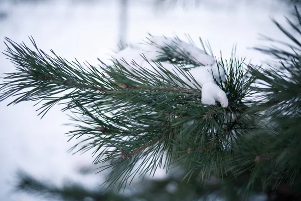 Gałąź Sosny Pokryta Śniegiem — Zdjęcie stockowe