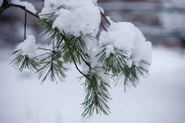 被雪覆盖的松树枝 — 图库照片