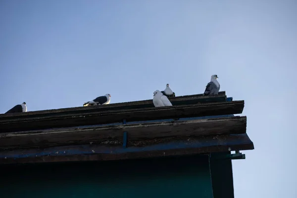 Pigeons Roof Dovecote — Stock Photo, Image