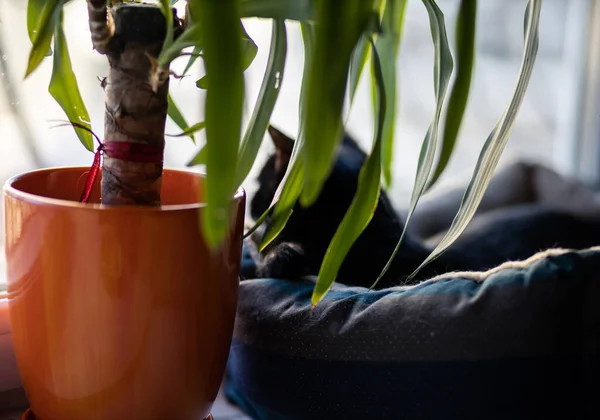 Schwarzes Kätzchen Neben Dem Blumentopf Mit Yucca Stockbild