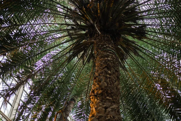 Palmera Datilera Invernadero — Foto de Stock