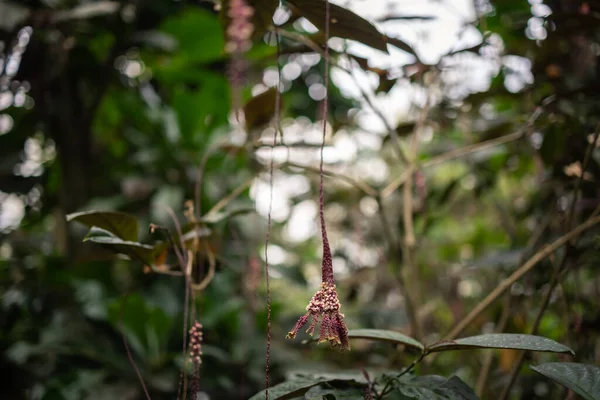 Trichostigma peruvianum 'un çiçek açan bitkisi 