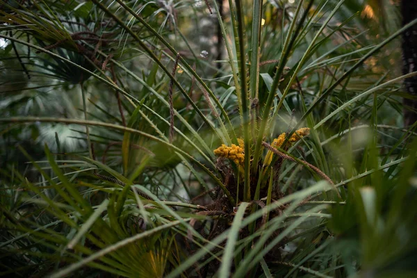 Kwitnąca Palma Ogrodzie Botanicznym — Zdjęcie stockowe