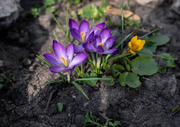 Leuchtend Violette Und Gelbe Krokusse — Stockfoto