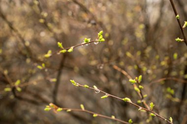 Ağaçtaki genç yaprakların tomurcukları