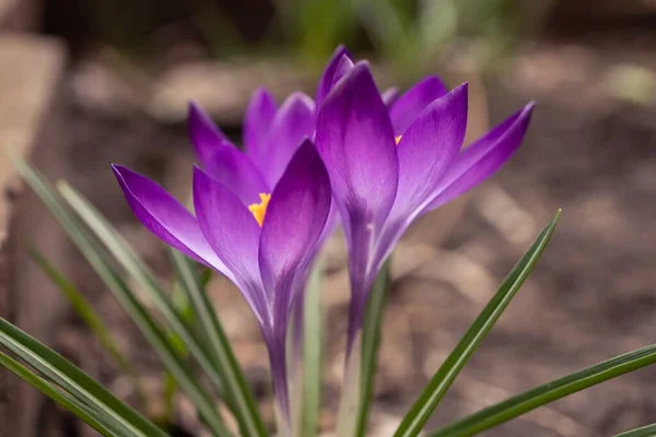 Leuchtend Violette Krokusse Garten — Stockfoto