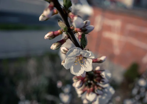 Belle Fleur Cerisier Chinois Fleurs — Photo