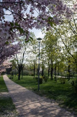 Sakura çiçekleri Park