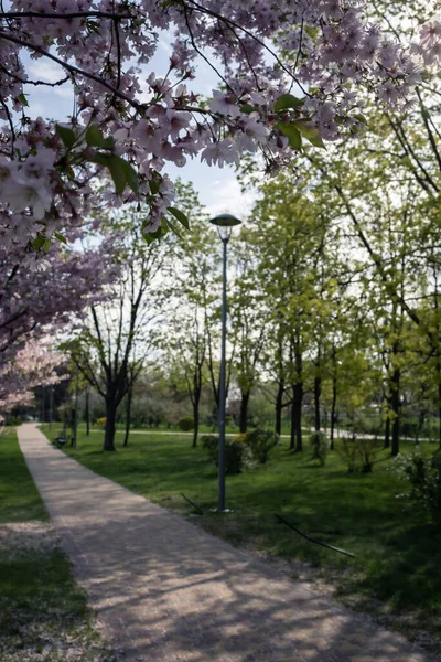 Sakura çiçekleri Park