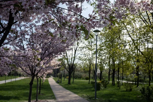 Sakura çiçekleri Park