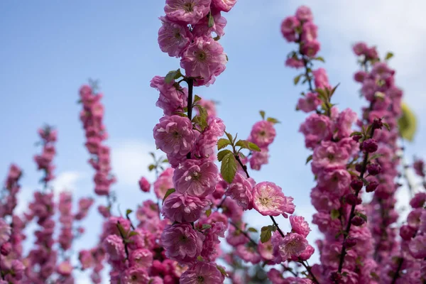 Jasne Różowe Kwiaty Migdałów Trzema Ostrzami — Zdjęcie stockowe