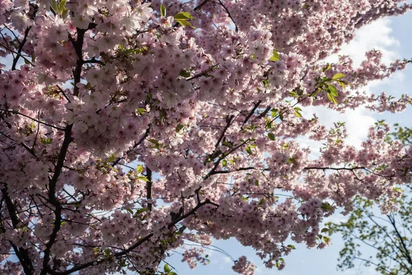 Sakura çiçekleri Park
