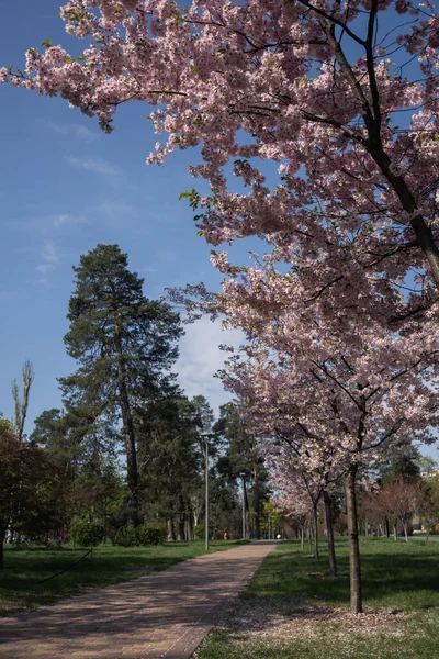 Sakura çiçekleri Park
