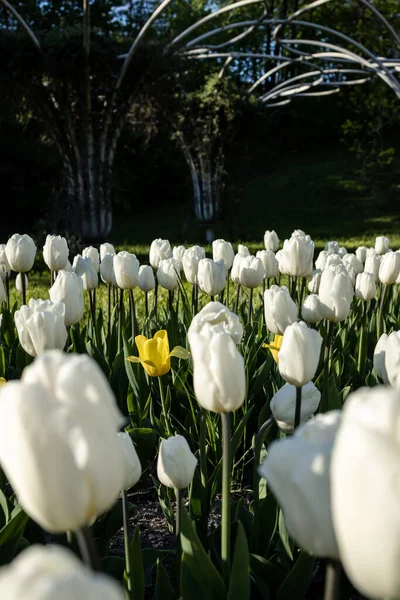 Tulipán Amarillo Entre Otros Tulipanes Blancos — Foto de Stock