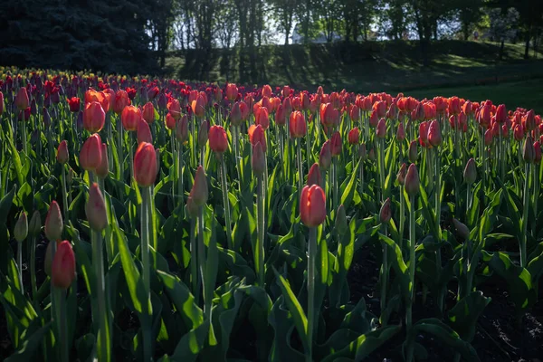 Tulipanes Coloridos Parque — Foto de Stock