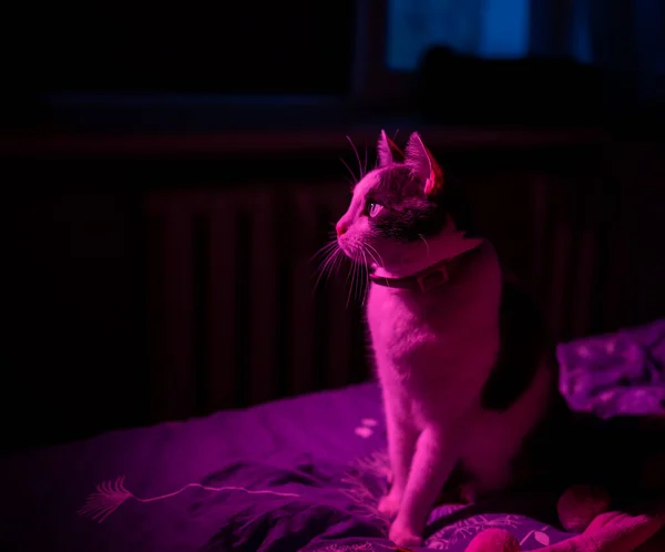 Pensive Cat Pink Lamp Light — Stok fotoğraf