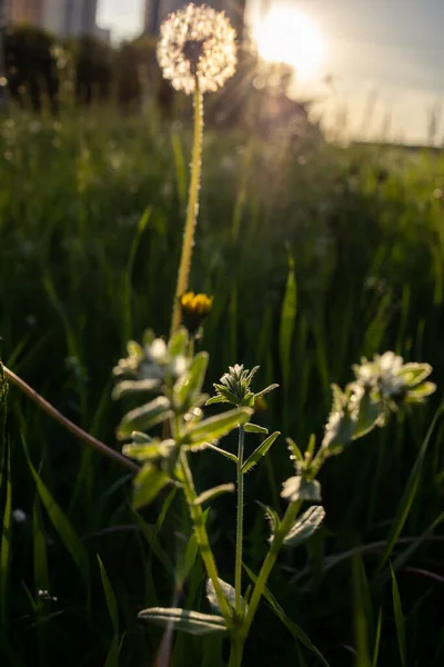 Herb Dandelion Rays Evening Sun — Zdjęcie stockowe