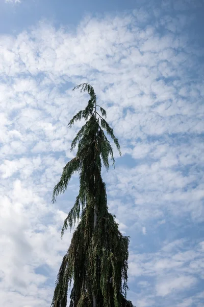 Lange Sparren Tegen Een Blauwe Lucht Met Wolken — Stockfoto