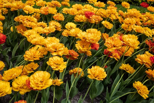 Nombreuses Tulipes Orange Dans Parc Photo De Stock