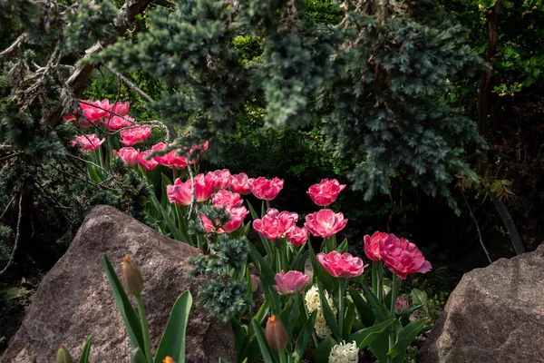 Tulipanes Rosados Parque — Foto de Stock