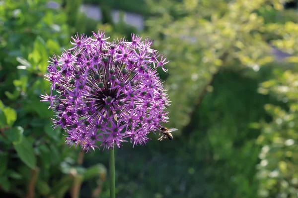 Uma Flor Allium Rosenbachianum — Fotografia de Stock