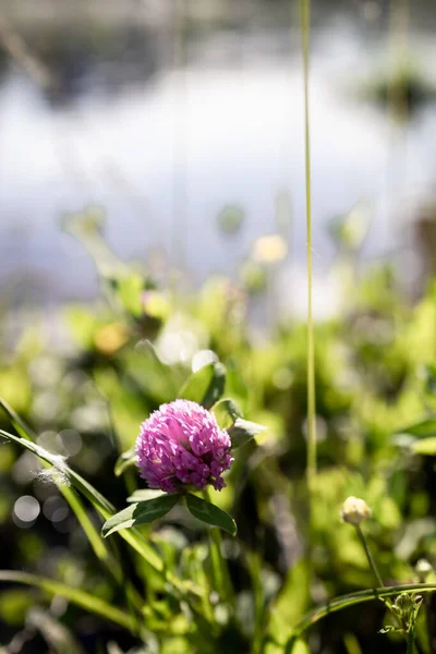 Kwiat Koniczyny Nad Jeziorem — Zdjęcie stockowe