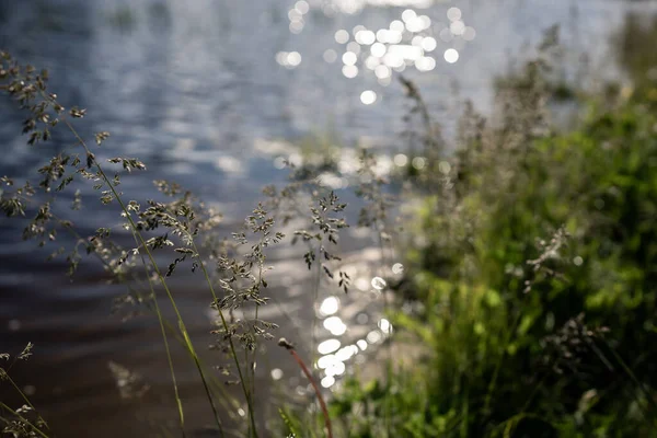 河岸上的草叶 — 图库照片