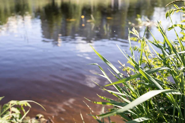 Lame Erba Sulla Riva Del Fiume — Foto Stock