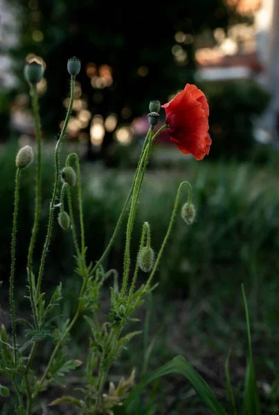 Closed Poppy Flower Evening — Stock Photo, Image