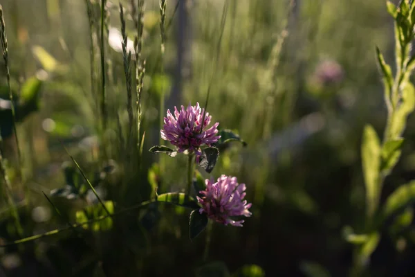 Kwiat Koniczyny Oświetlony Słońcem — Zdjęcie stockowe