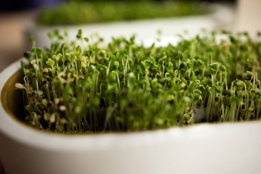 Kavanozda mikro yeşil brokoli