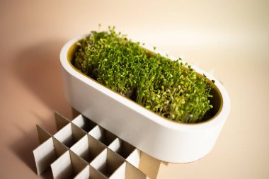 Kavanozda mikro yeşil brokoli